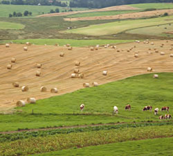 agriculture