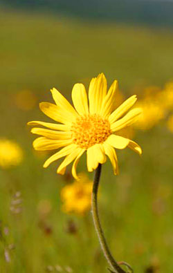 arnica