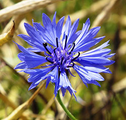 bleuet