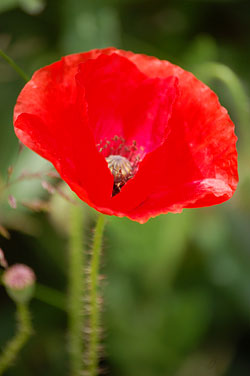 coquelicots