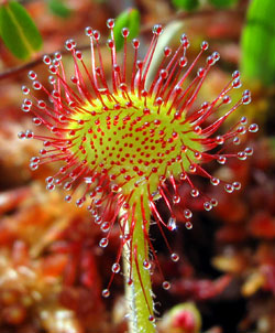 drosera