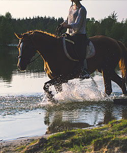 equitation