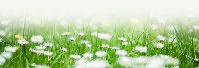 flore