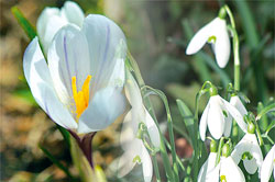 fleurs d'hiver dans les champs