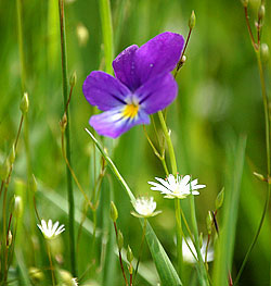 violettes