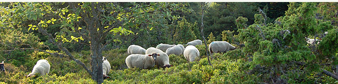 préservation du site de Chaussitre avec le paturage de moutons