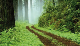 randonnée dans le Bois Ternay