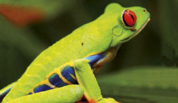Costa Rica, la fièvre verte