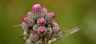 flore du Haut-Pilat