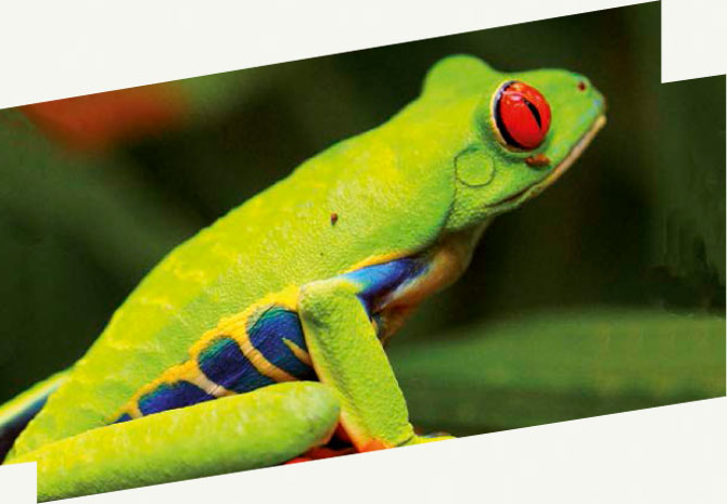 Costa Rica, la fièvre verte