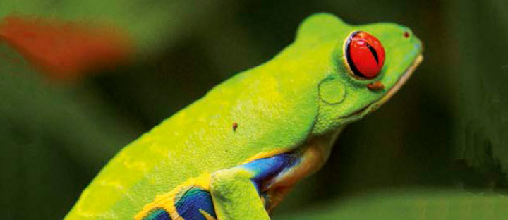 Carnet de voyage Costa Rica, la fièvre verte