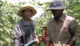 Vietnam, nécessité fait loi