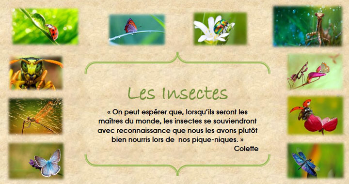 Exposition Insectes