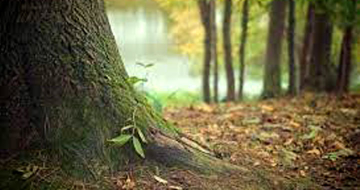 Exposition Mille et une forêt