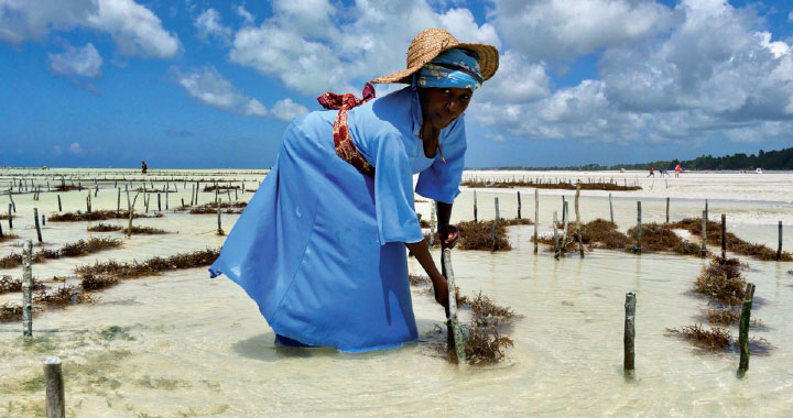 Document terre - Zanzibar au féminin