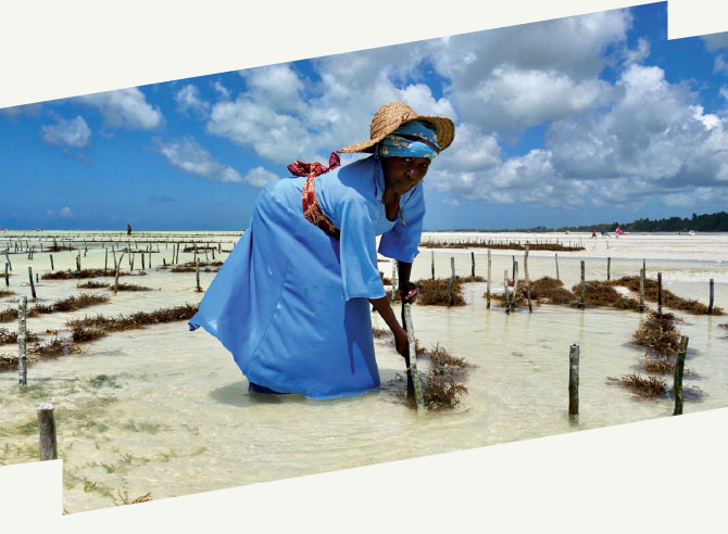 Document Terre • Zanzibar, au féminin