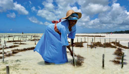 Document Terre
“Zanzibar, au féminin”