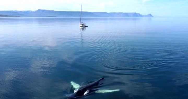 Document Terre Dans le sillage des baleines